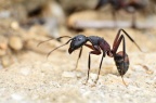 Ant (Camponotus cruentatus) Leela Channer